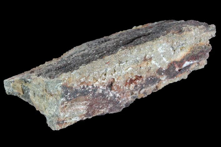 Devonian Petrified Wood (Callixylon) Section - Oldest True Wood #91795